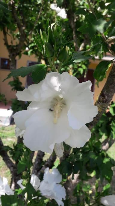 Casa Vacanze La Cicala Pontremoli Ngoại thất bức ảnh